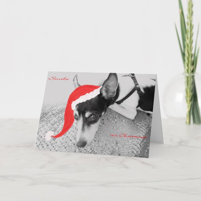 Tarjeta Festiva Sonríe, son Navidades, carta con Rat Terrier (Anverso)