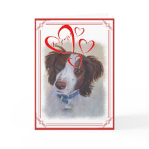 SOY TU VALENTINE STATELY AUBURN SETTER MIX