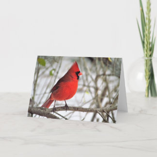 Tarjeta Festiva Sr. Cardinal de mi ventana