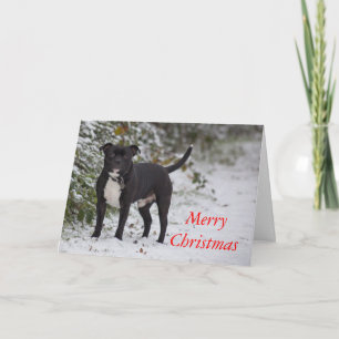Tarjeta Festiva Staffordshire bull terrier
