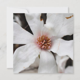 Tarjeta Festiva Star Magnolia Card
