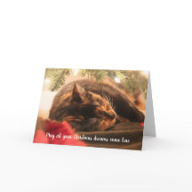 Sueños de navidades durmiendo gato calico, peronal