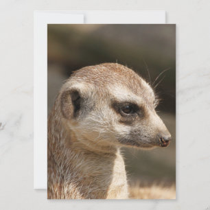 Tarjeta Festiva Suricata 048
