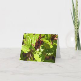 Tarjeta Festiva Sweetshrub (floridus del Calycanthus)