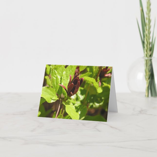 Tarjeta Festiva Sweetshrub (floridus del Calycanthus) (Anverso)