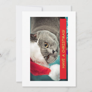 Tarjeta Festiva ¡Tenga una Navidad! Gato Divertido