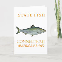 Territorio de Connecticut Pescar la Sábalo America