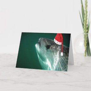Tarjeta Festiva Tiburón de ballena de HoHoHo