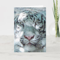 Tigre Blanco de Invierno