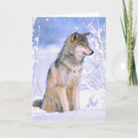 Timber Wolf Sitting in Snow