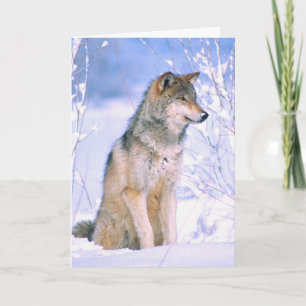 Tarjeta Festiva Timber Wolf Sitting in Snow