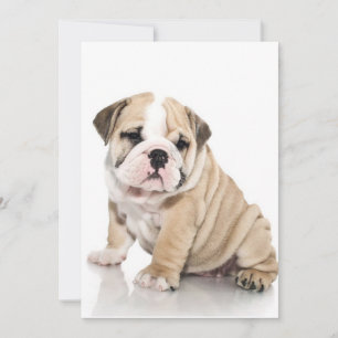 Tarjeta Festiva Triste Bulldog de cachorros