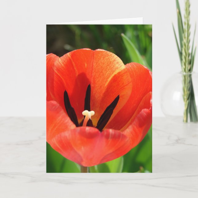 Tarjeta Festiva Tulip Easter (Anverso)
