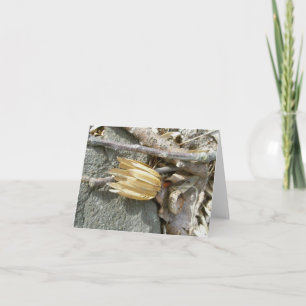 Tarjeta Festiva Tulip Poplar Seedhead Note Card