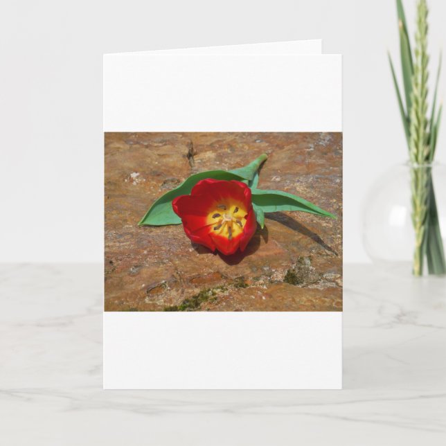 Tarjeta Festiva Tulip rojo primavera (Anverso)