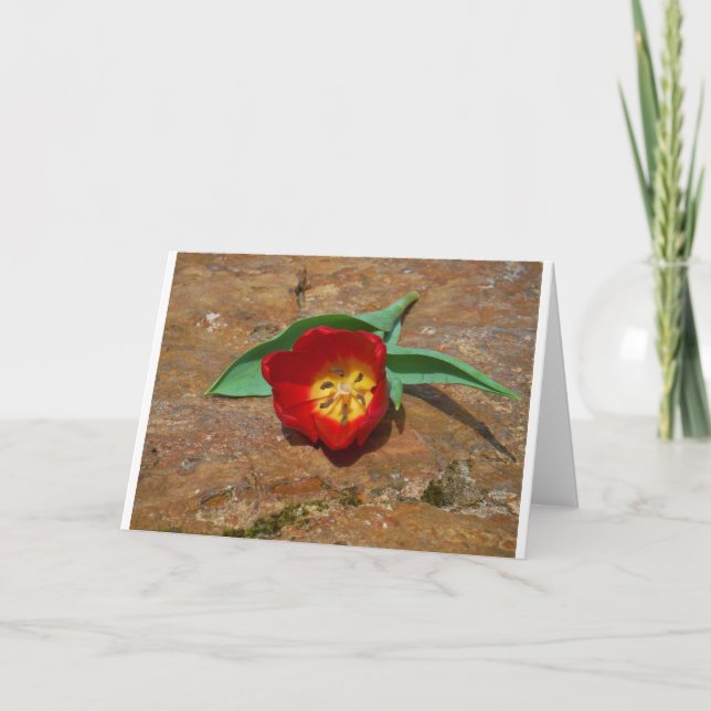 Tarjeta Festiva Tulip rojo primavera (Anverso)