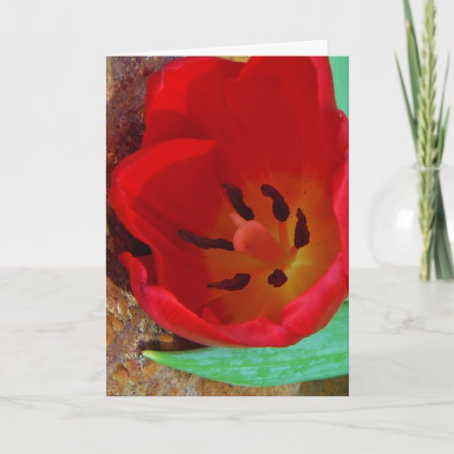 Tarjeta Festiva Tulipán rojo y amarillo primavera (Anverso)