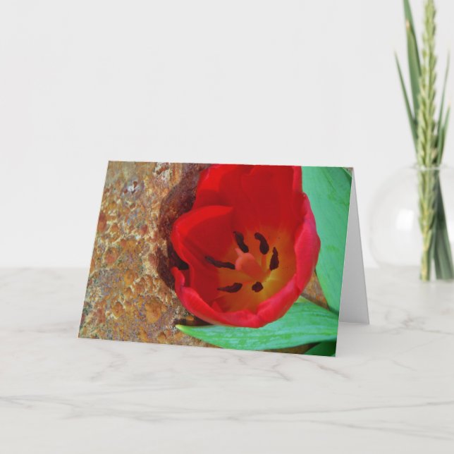 Tarjeta Festiva Tulipán rojo y amarillo primavera (Anverso)