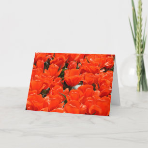 Tarjeta Festiva Tulipanes naranjas gigantes