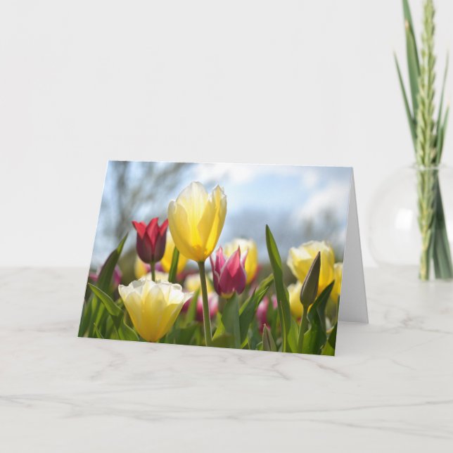Tarjeta Festiva Tulipanes rojos, amarillos y rosados en el sol (Anverso)
