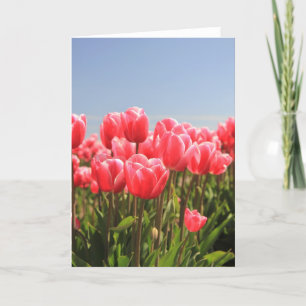 Tarjeta Festiva tulipanes rosas y cielo azul