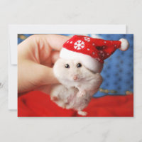 Tutku, hámster enano y gorra de Santa Claus