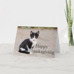 Tarjeta Festiva Tuxedo Kitten :: Feliz Día de Acción de Gracias Ta