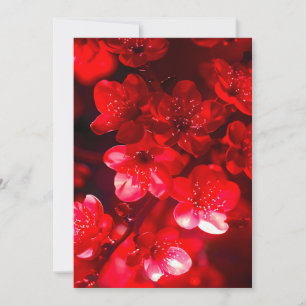 Tarjeta Festiva Twilight Cherry Blossom Glow