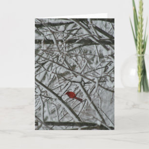 Tarjeta Festiva Un cardenal en los árboles nevados