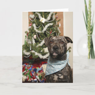 Tarjeta Festiva Un pitbull que presenta para un retrato del