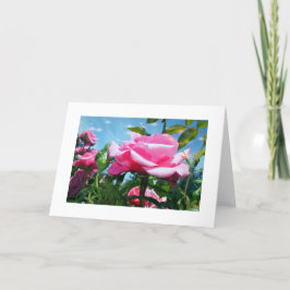 Tarjeta Festiva Una rosa rosa grandiosa en el cielo azul. Fotograf