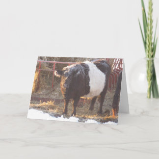 Tarjeta Festiva Vaca Galloway con correa y escarcha