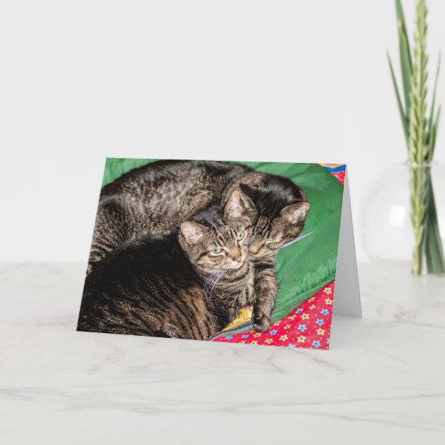 Tarjeta Festiva Vacaciones - Navidades - Diariamente - Dos Gatos (Anverso)