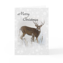 Venado de cola blanca