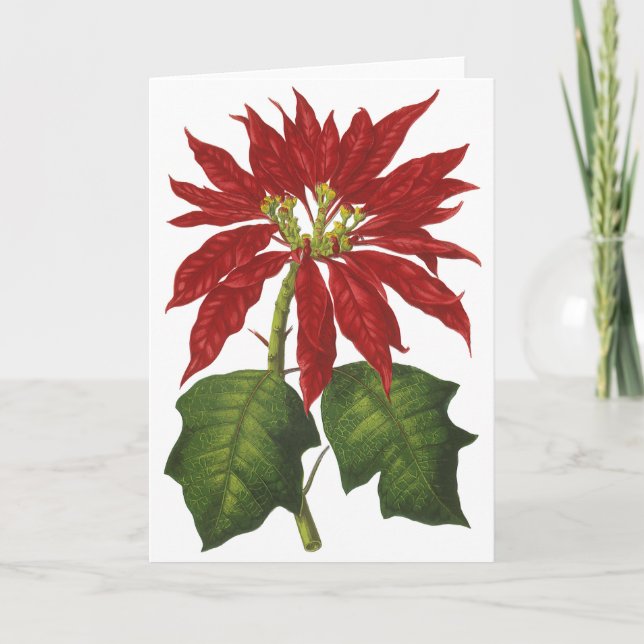 Tarjeta Festiva Vintage Christmas, Red Poinsettia WinPlanta (Anverso)