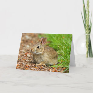 Tarjeta Festiva WA, Redmond, conejo del bebé del conejo de rabo