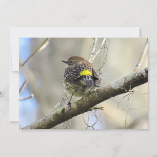 Tarjeta Festiva Warbler rumped amarillo - Ave de patio trasero - T