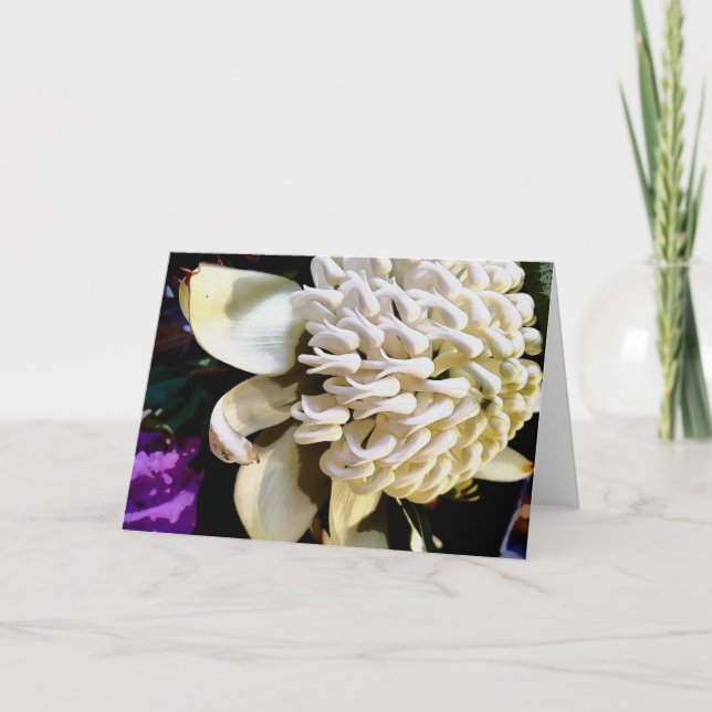 Tarjeta Festiva warratah blanca (Anverso)