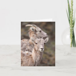 Tarjeta Festiva Watching Ewe - 4" x 5.6" Notecard