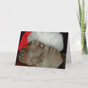 Tarjeta Festiva Weimaraner Santa Card