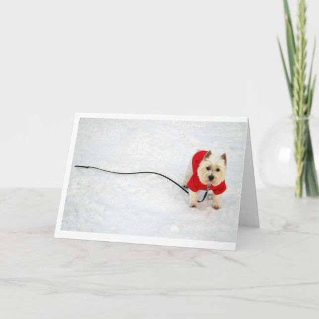 Tarjeta Festiva westie en capa roja (Anverso)