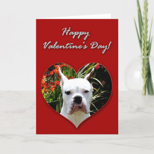 Tarjeta Festiva White Boxer Valentines Day Card