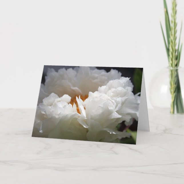 Tarjeta Festiva White Peony 1 Floral Photography Greeting C (Anverso)