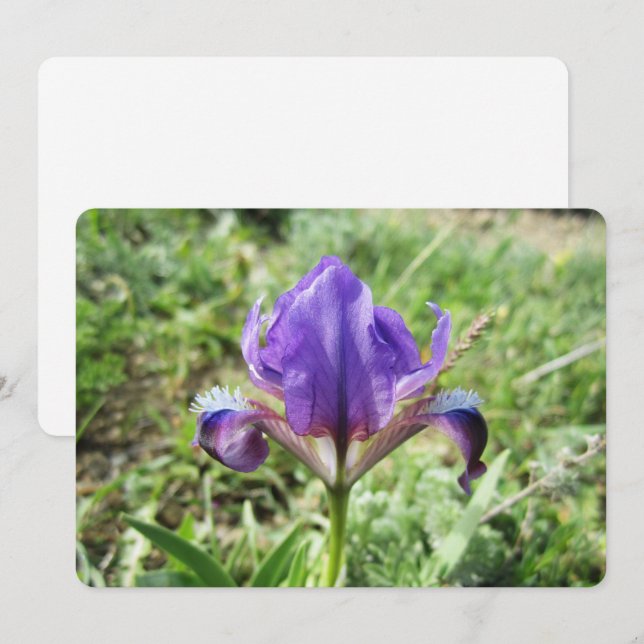 Tarjeta Festiva Wild Iris (Anverso / Reverso)