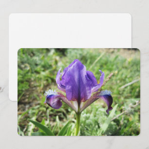 Tarjeta Festiva Wild Iris