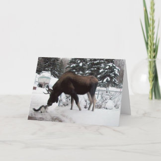 Tarjeta Festiva Xmas (Cat & Moose)