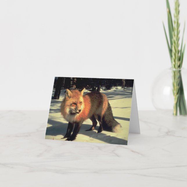 Tarjeta Festiva Zorro Rojo en la Nieve, Parque Nacional Rocky Moun (Anverso)