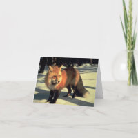 Zorro Rojo en Nieve, Parque Nacional Montañas Roco