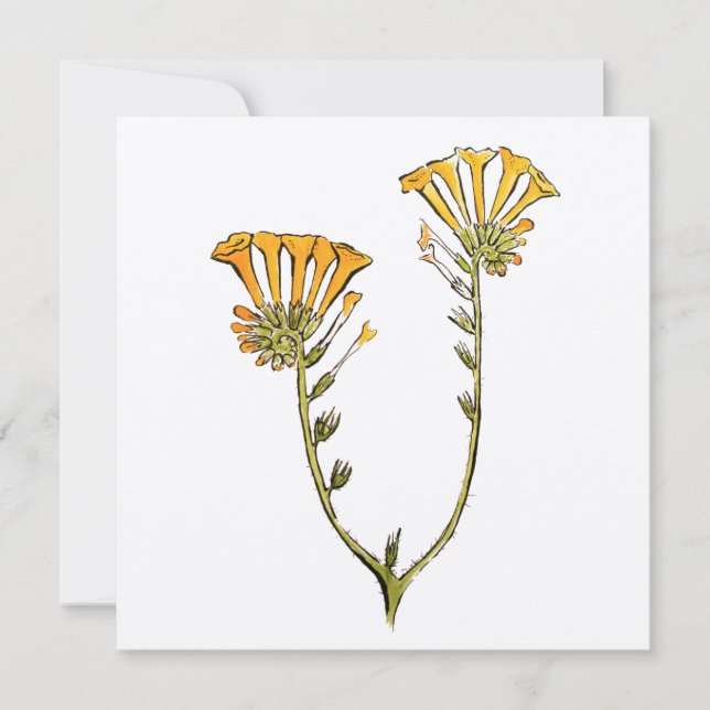 Tarjeta Fiddleneck (Anverso)
