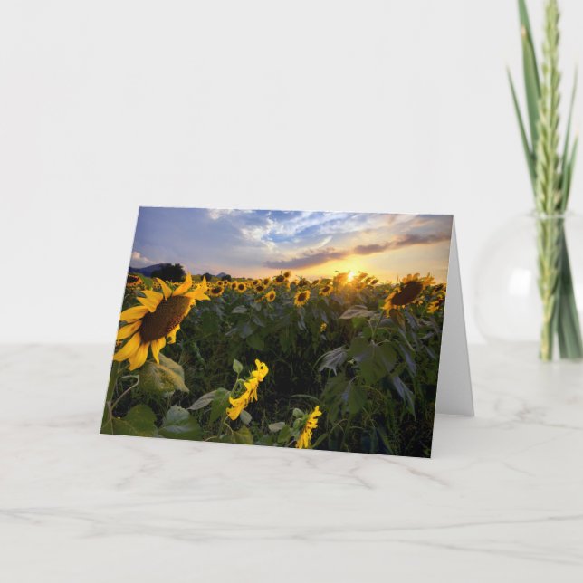 Tarjeta Field of Blooming Sunflowers (Anverso)